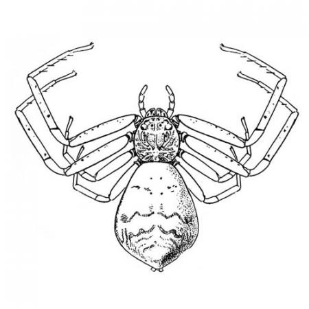 Illustration: Tmarus angulatus, a crab spider