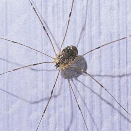 harvestman