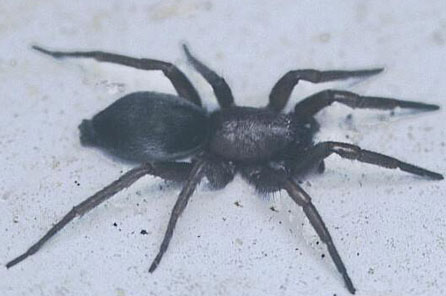 Ground spider, Zelotes fratris