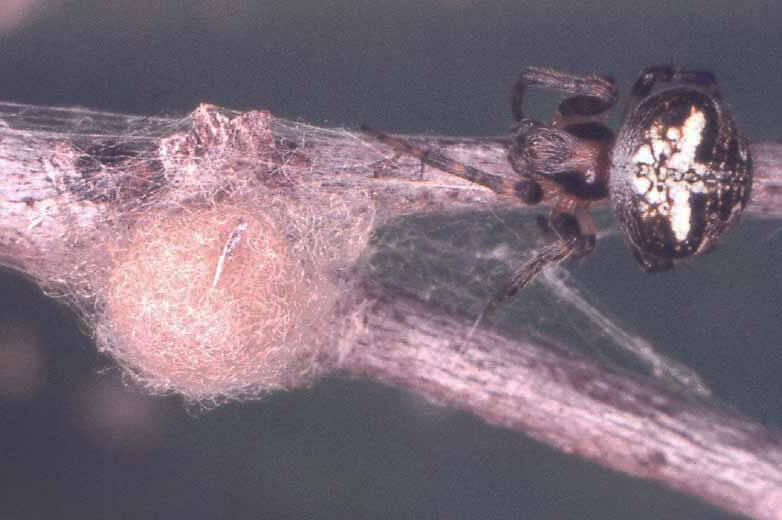 Egg sac made by Araneine orbweaver