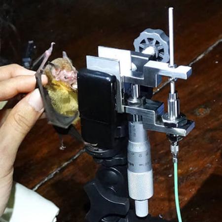 A live bat is positioned to bite down on a machine that measures its bite force