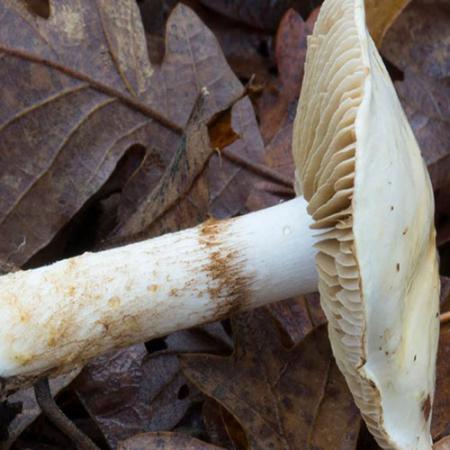 A single picked fungi specimen laying on the ground