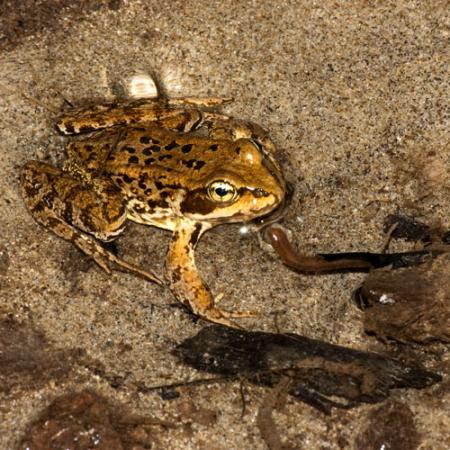 A frog that is brown with black spots on its back and yellow on its underside, sitting in shallow water with sand