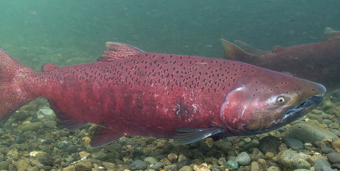 chinook salmon swimming underwater