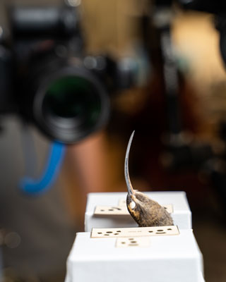 a close look at the hummingbird specimen