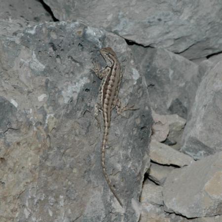 A light brown and dark brown striped lizard climbs up a grey rock