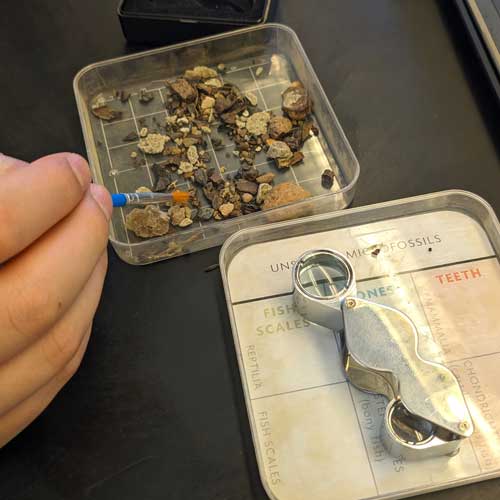 microfossil sorting