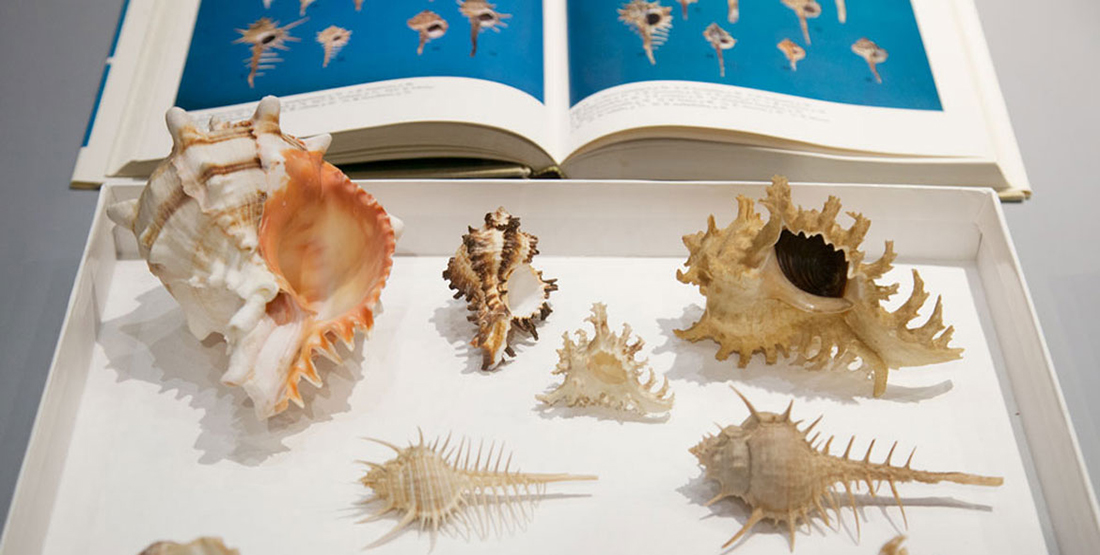 Several shells sitting in a white box while being digitized with a book of shells in the background