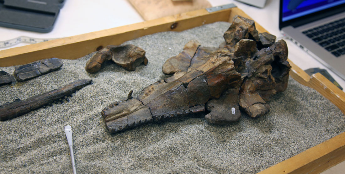 A close up view of the jaw bone of a new dolphin