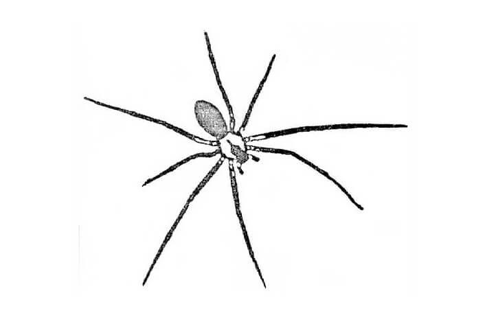 An incorrect drawing of a brown recluse spider