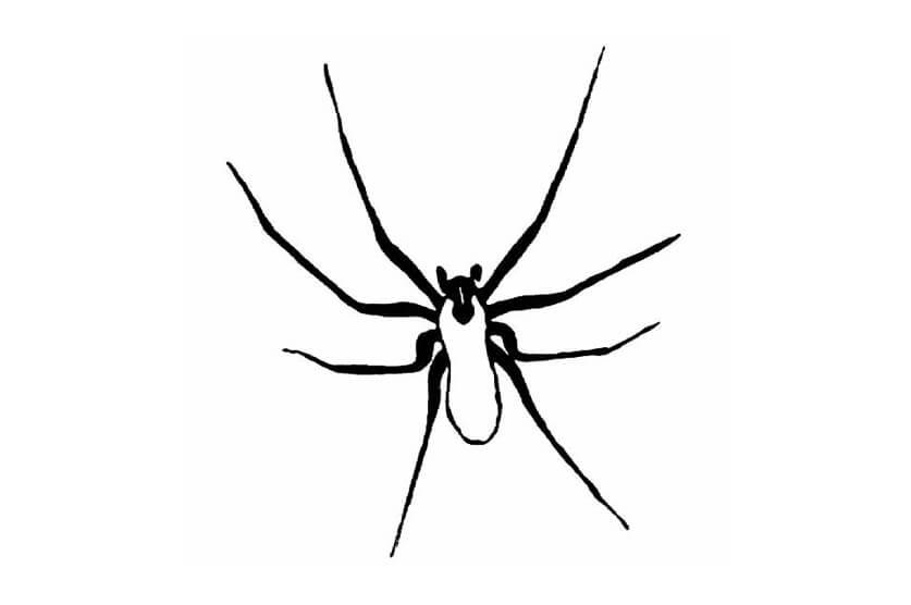 An incorrect drawing of a brown recluse spider