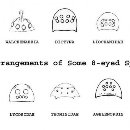 An illustration of spider eye arrangements