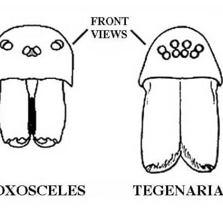 An illustration of brown recluse spider eyes