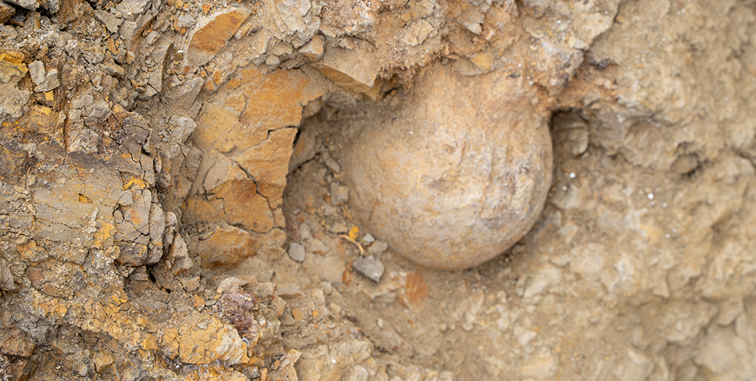 A closeup of a circular-shaped fossil in rock