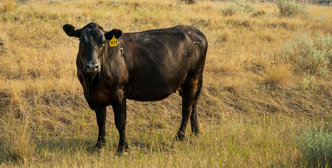 A cow standing in a field