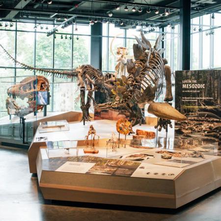 looking into the fossils uncovered gallery at the Burke Museum