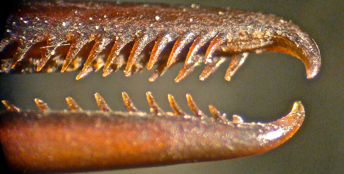 A close up view of a hummingbird beak with teeth-like features