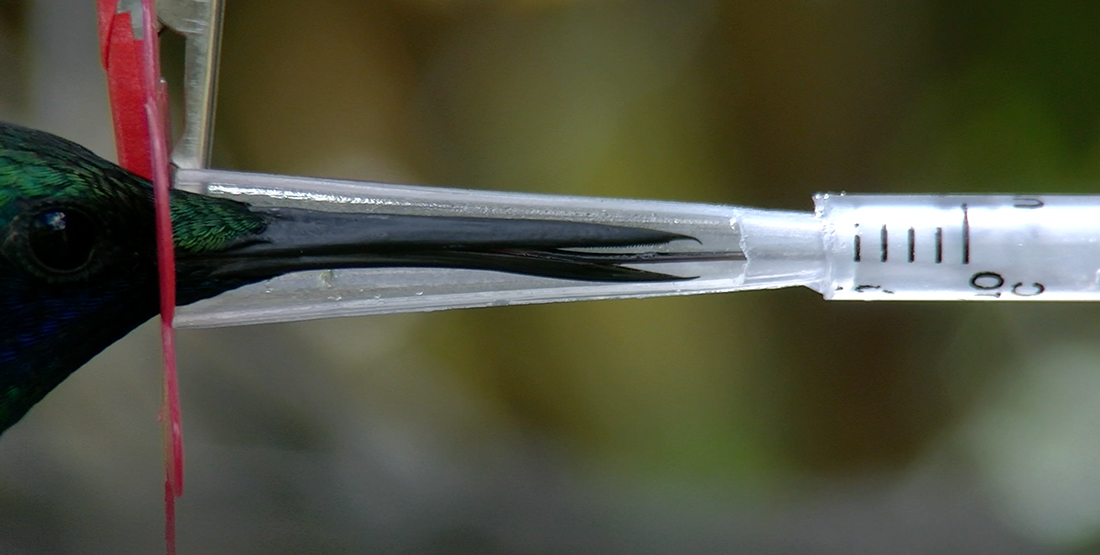 A hummingbird sticks its beak into a fake plastic flower with a clear tube