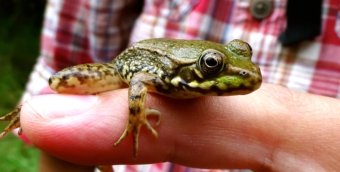 A small green frog with black splotches is held by a pair of hands