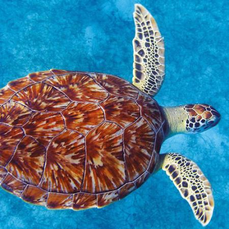 A green sea turtle in the water