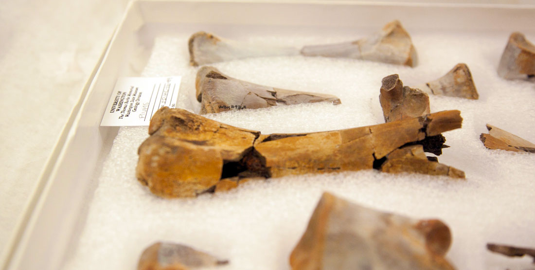 several large fossils in museum ethofoam storage boxes