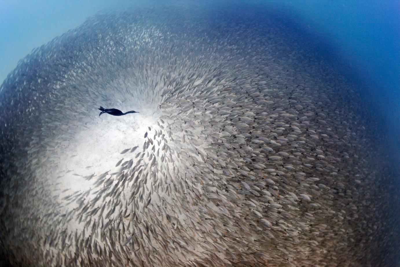 a bird swims through a school of fish