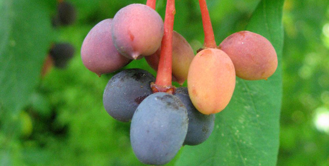 Berries growing wild