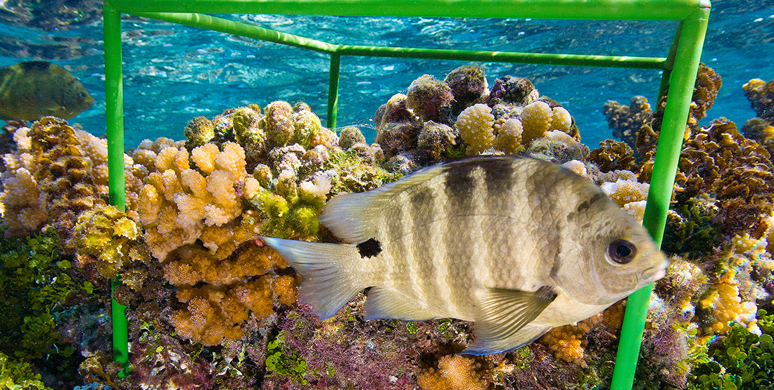 a fish swimming by a coral reef with a green biocube placed on it