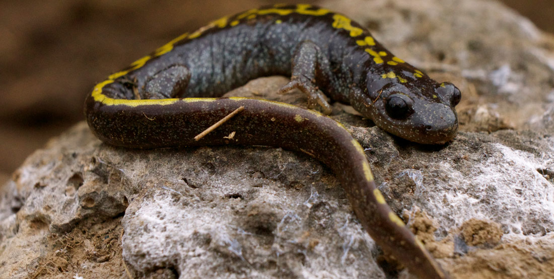 A black salamander with yellow spots sits on a rock