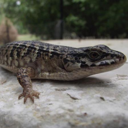 A close up view of a northern alligator lizard sitting on a white rock