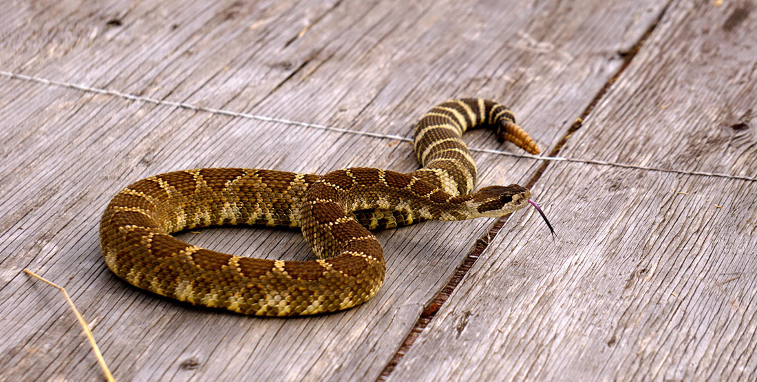 A striped northern pacific rattlesnake with its tongue out sitting on wood planks