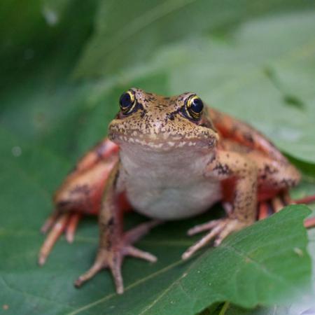 A close up of a northern red-legged frog sitting on a green leaf