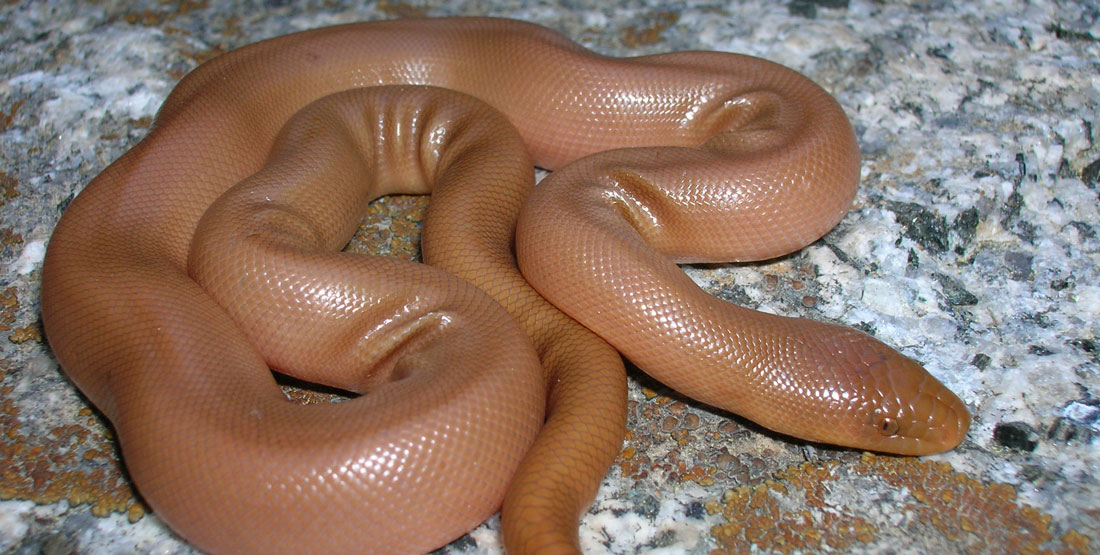 A light-orange northern rubber boa