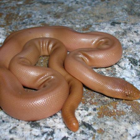 A light-orange northern rubber boa