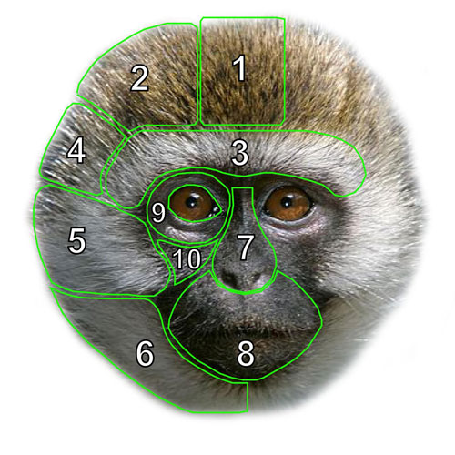a monkeys face with diagram overlays in various segments