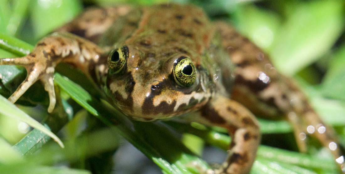 A close up view of a small shiny frog with light brown and dark brown markings on green vegetation