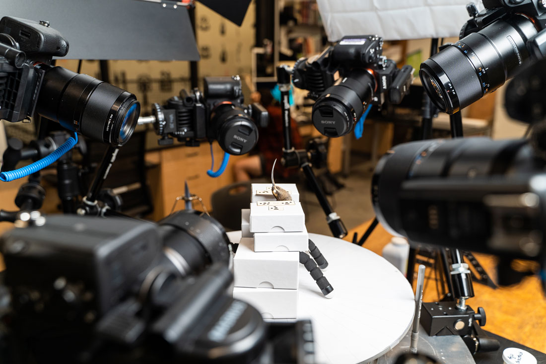 6 dslr cameras on tripods surround a tiny  humming bird specimen propped up on small specimen boxes