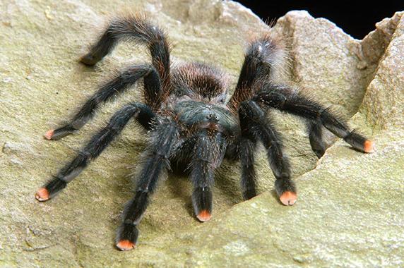 close up of a spider with pink coloration on its toes