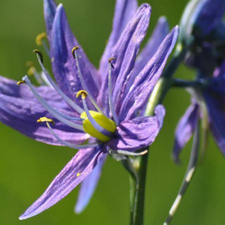 camas in bloom