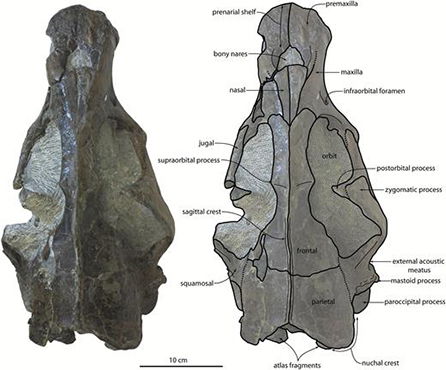 fossil skull with diagram outline