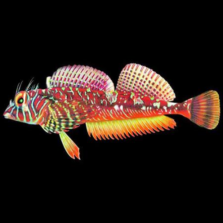 colorful illustrated fish