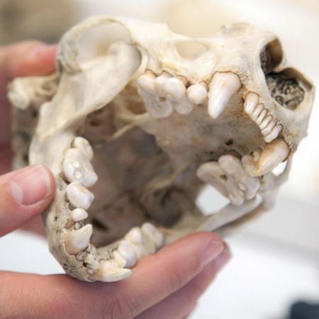 A close up view of a sea otter jaw