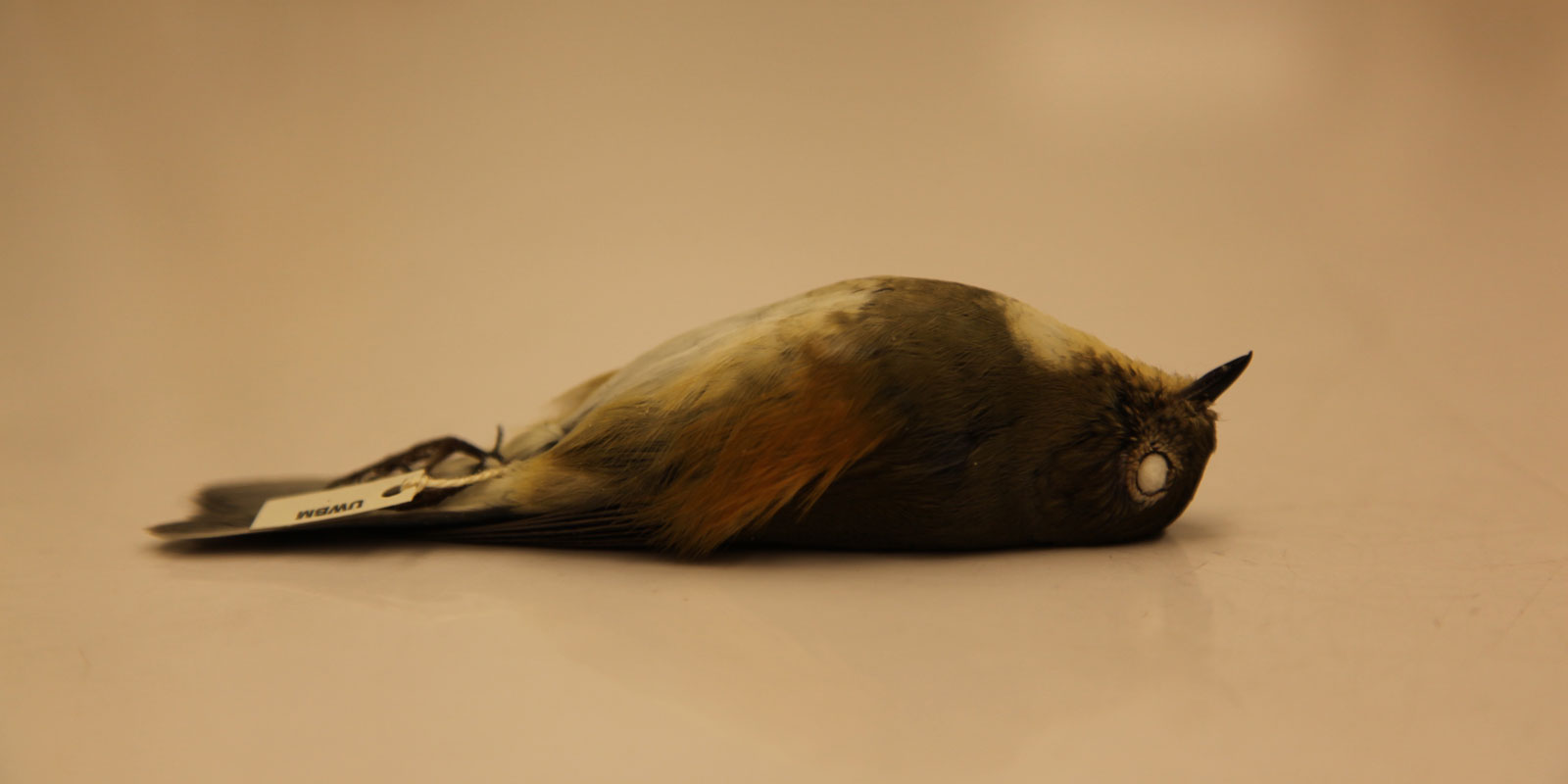 A close up view of a the collected Red-flanked Bluetail bird