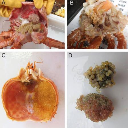 Views of the eggs laid in the gills of a Golden king crab