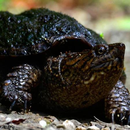 A snapping turtle