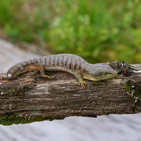 A southern alligator lizard sitting on a tree branch