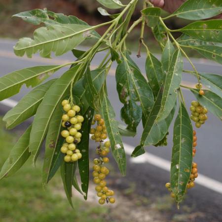 Green leaves and round hanging fruit