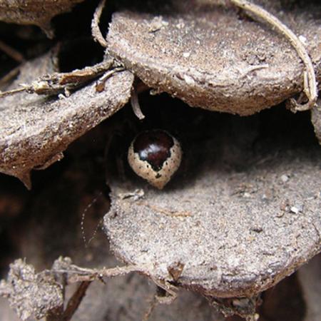 A small spider inside the petals of a pine cone