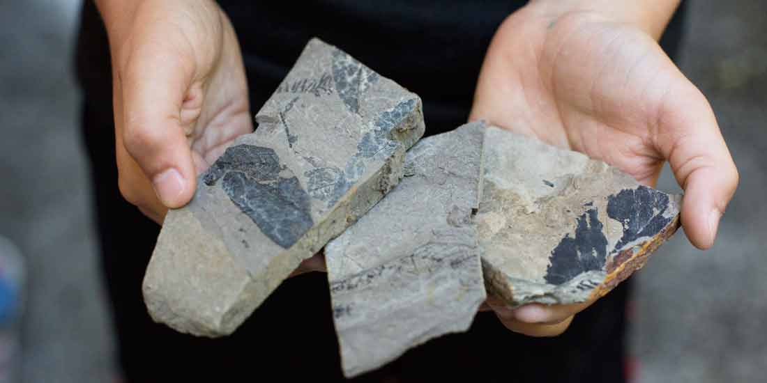 kid's hands holding fossil plant in shale