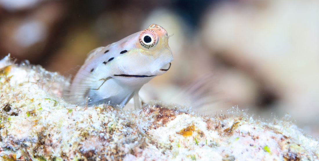 small fish sticks out from between rocks